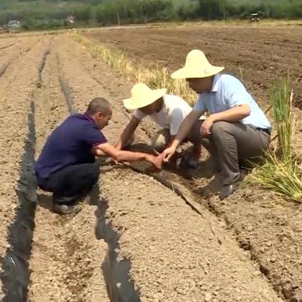 为什么福建土壤贫瘠？