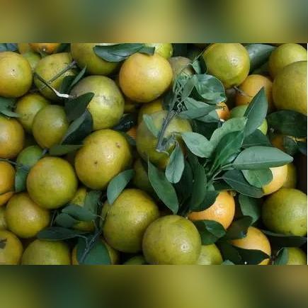 重庆桔子怎么样