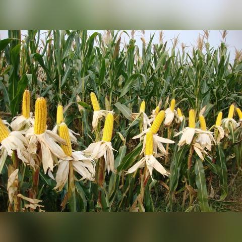 周口到沈阳火车时刻表相关长尾关键词有哪些