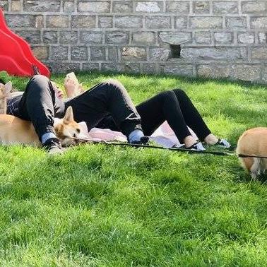 济南市市区禁养犬有哪些