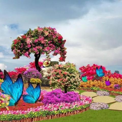 厦门市哪里三角梅便宜