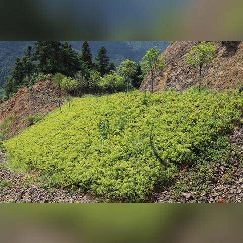 广西桂林市林业局在哪里位置