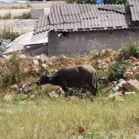 桂林市批发猪肉在哪里