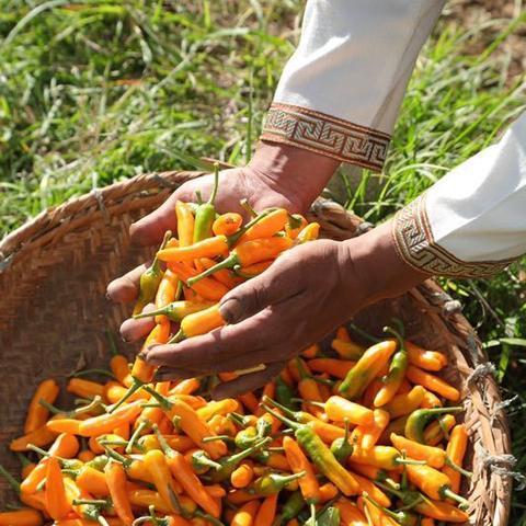 深圳有几个大型的冷库？