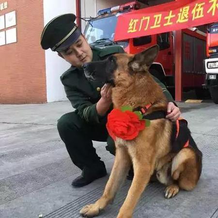 沈阳德牧出售相关长尾关键词有哪些