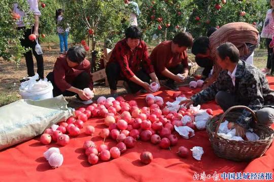 南召县崔庄乡：火红石榴映红致富路