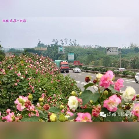 西安芙蓉盛世的相关长尾关键词有哪些