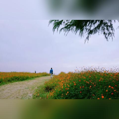 南通格桑花相关长尾关键词有哪些