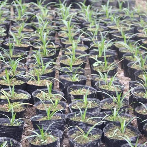 广州市适合种什么兰花