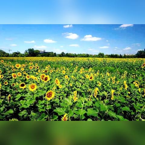 无锡市哪里有自助海鲜