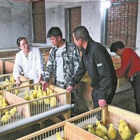 宁波鹅苗价格的长尾关键词有什么