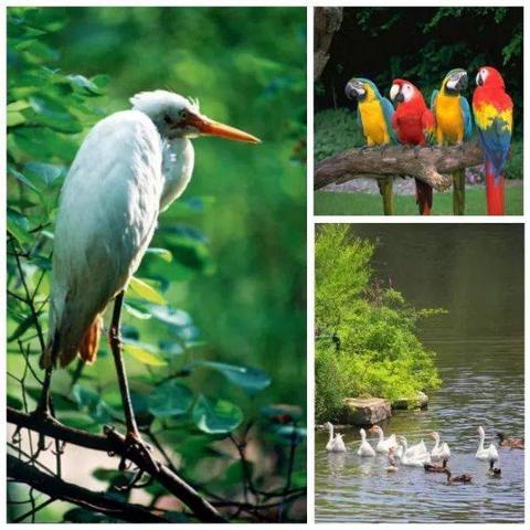 济南市哪里有卖老鸭子