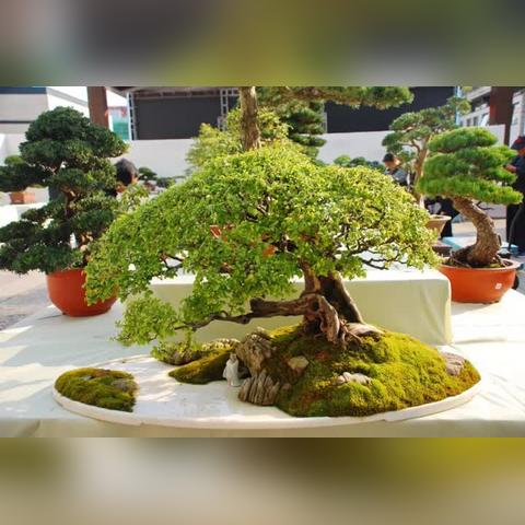 南通博物苑色彩分析图长尾关键词有什么