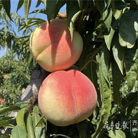 临沂市桃子公寓在哪个区