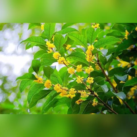 南宁斑斓糕历史的相关长尾关键词有哪些