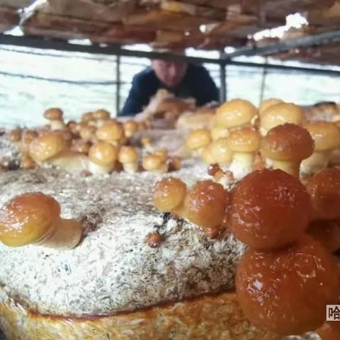 哈尔滨大风刮大棚相关长尾关键词有哪些