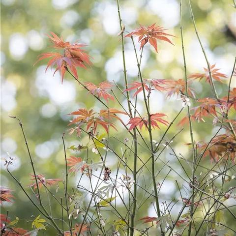 长沙市岳麓山有什么景点
