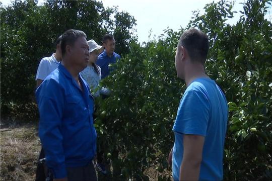 记者走基层·永兴县黄泥镇涌水村：小橙子撑起大产业