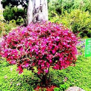 武汉市秋天种什么菜好