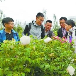 厦门市区有什么花开
