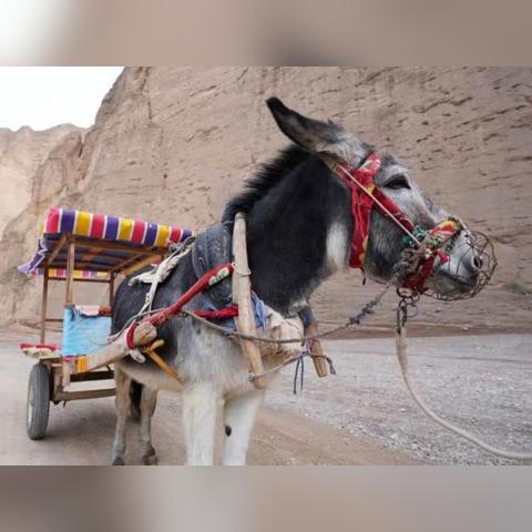 黄河生态旅游区收费吗？