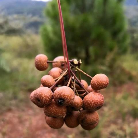 广西桂林摘野果时间相关长尾关键词有哪些