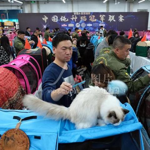 沈阳猫展2017相关长尾关键词有哪些
