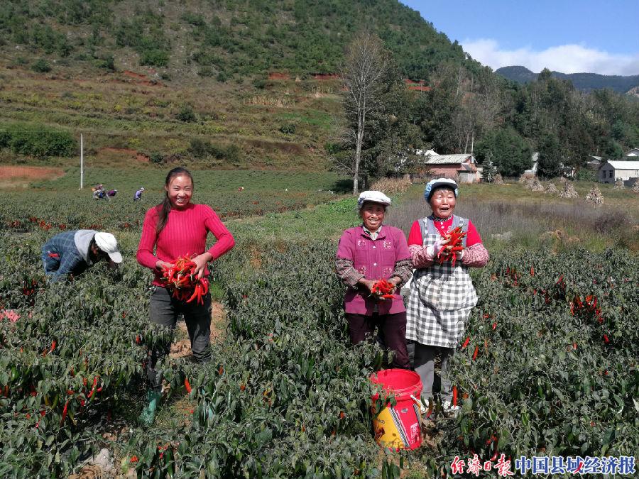 黃美人柑橘種植天氣_合適深圳一年四時(shí)種的花