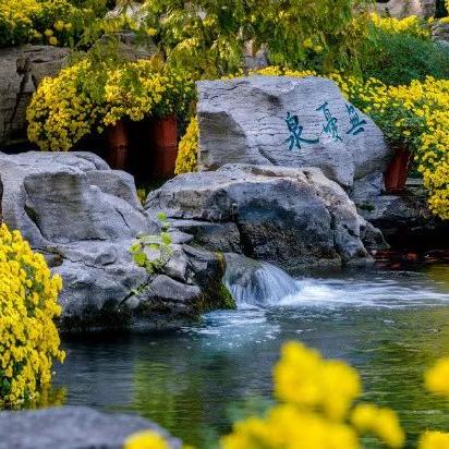 济南市哪里可以赏菊