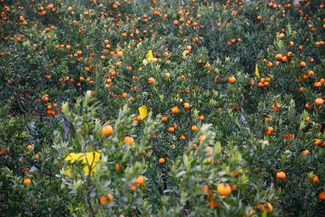 湖北柑橘苗種植手藝_丑桔能夠在湖南北部地域種植嗎