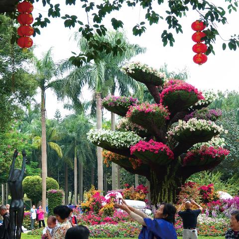 广州市路边种的什么花树