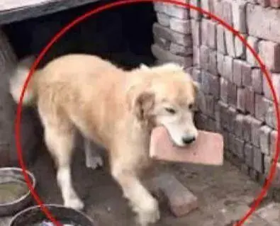 魔兽搬砖起什么号 魔兽世界搬砖变现方法最新