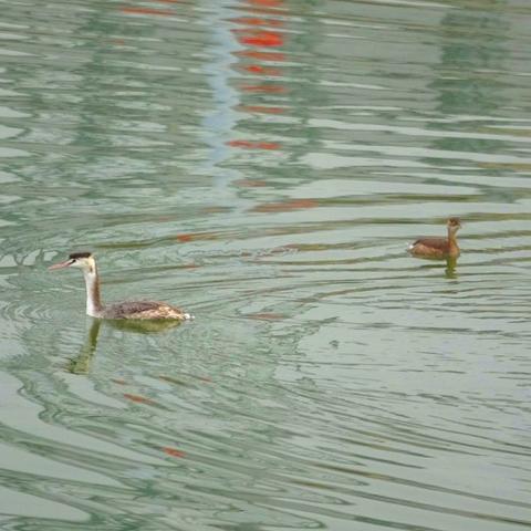周口市大闸蟹价格查询网的长尾关键词有哪些