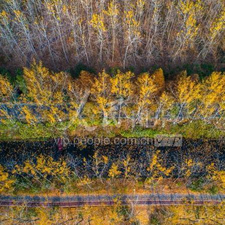 合肥市的森林公园有哪些