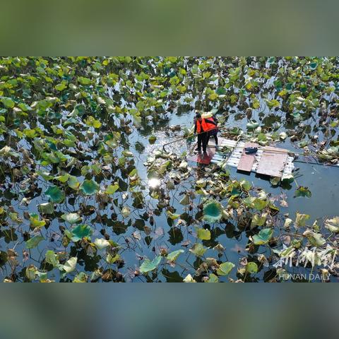 长沙岳麓区荷花开到几月？