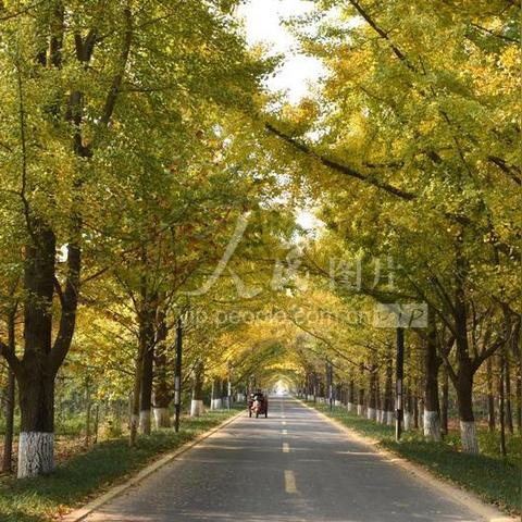 山东临沂市郯城县重坊镇的长尾关键词有什么