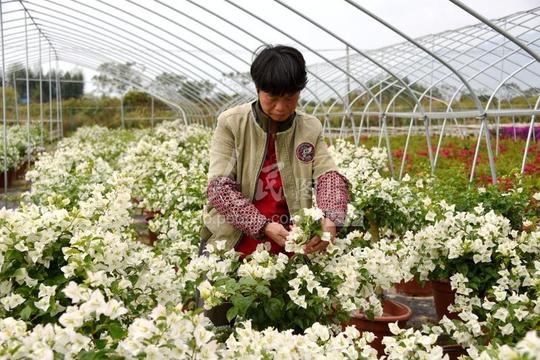 浙江仙居：美丽经济育花致富