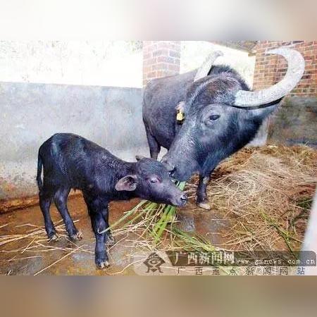 南宁农学院的相关长尾关键词有哪些