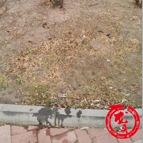 哈尔滨市养狗养什么狗好