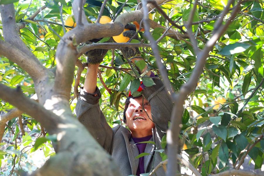 蓬华美食是什么（南安香草世界是湿地还是陆地）