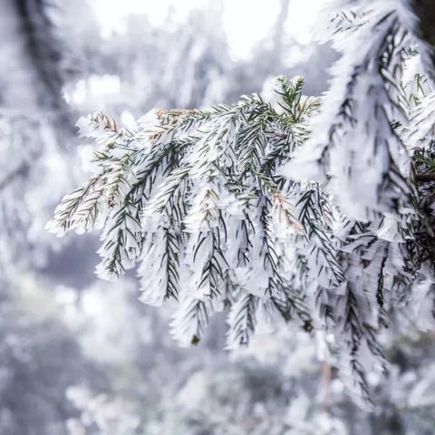 小雪节气南方吃什么食物