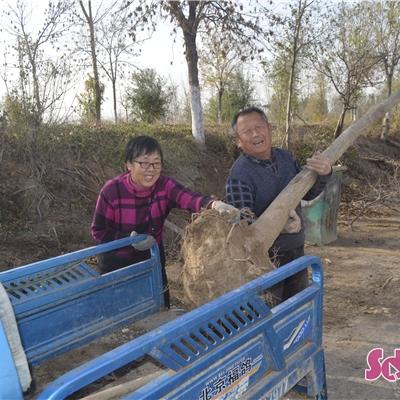 移植树木需要办理哪些手续？