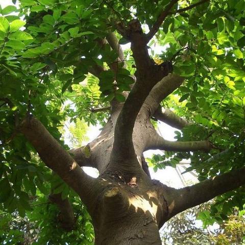 桂林市哪里卖羊床垫的多