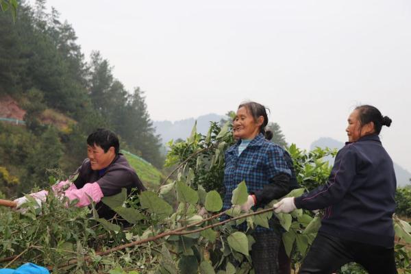 仁懷柑橘種植手藝_世界上更好的蒸餾酒是什么酒