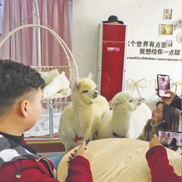 合肥异宠店相关长尾关键词有哪些