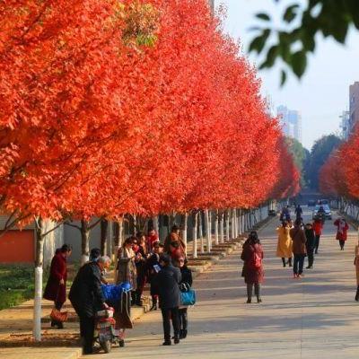 现在自己开车上高速从湖北武汉经过不停健康码会不会变黄或变红？