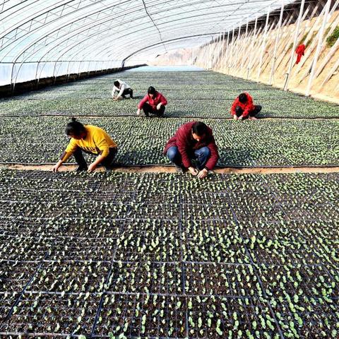 河南夏邑是哪个城市