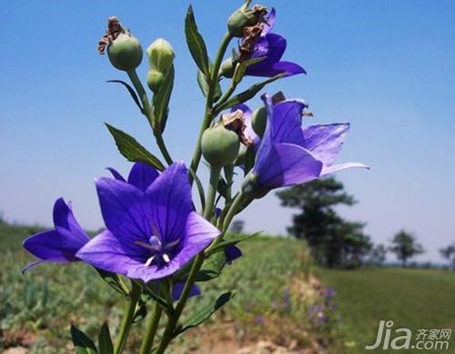 桔梗花图片 花语,明恋是什么花的花语?