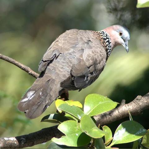 灰面可以做什么食物的长尾关键词有什么