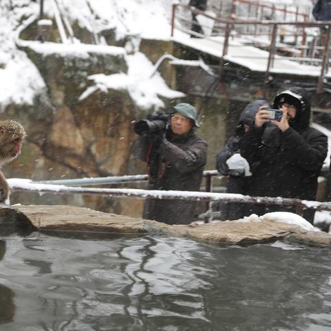 生肖猴27日运势如何(生肖猴每曰运势)